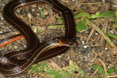 Urotheca lateristriga