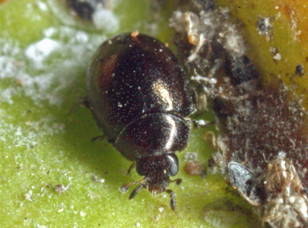 Coccidophilus