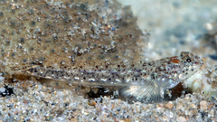 Hoese's Silhouette Goby photo 2