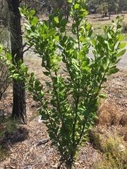 Persoonia cornifolia