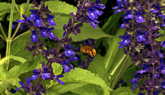 Amegilla bombiformis