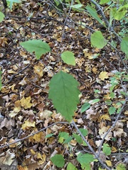 Viburnum rafinesqueanum
