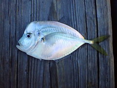 Selene setapinnis