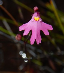 Utricularia multifida