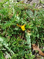 Rhynchosia ferulifolia