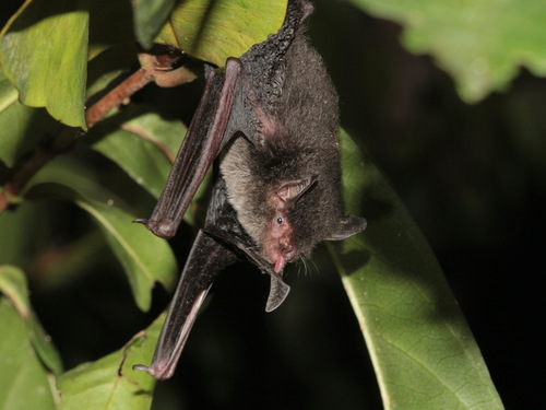 Nepalese Whiskered Myotis (Myotis muricola)