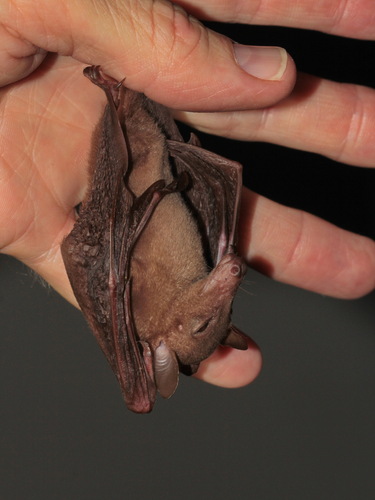 Greater Long-nosed Fruit Bat