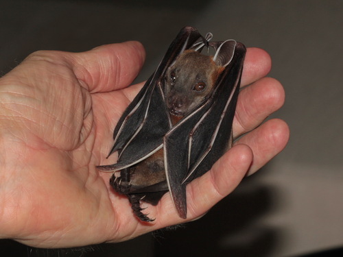 Horsfield's Short-nosed Fruit Bat (Cynopterus horsfieldii)