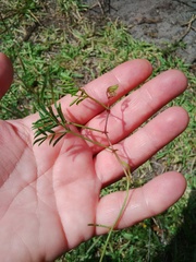 Rhynchosia ferulifolia