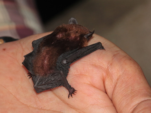 Amber Bamboo Bat
