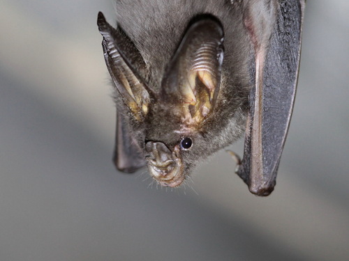 Lesser False Vampire Bat