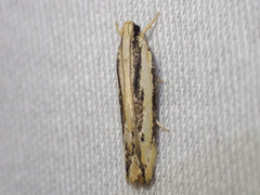 Ardozyga chionoprora