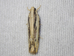 Ardozyga chionoprora