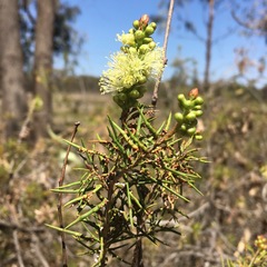 Melaleuca pityoides