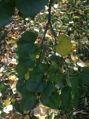 Tracheophyta
