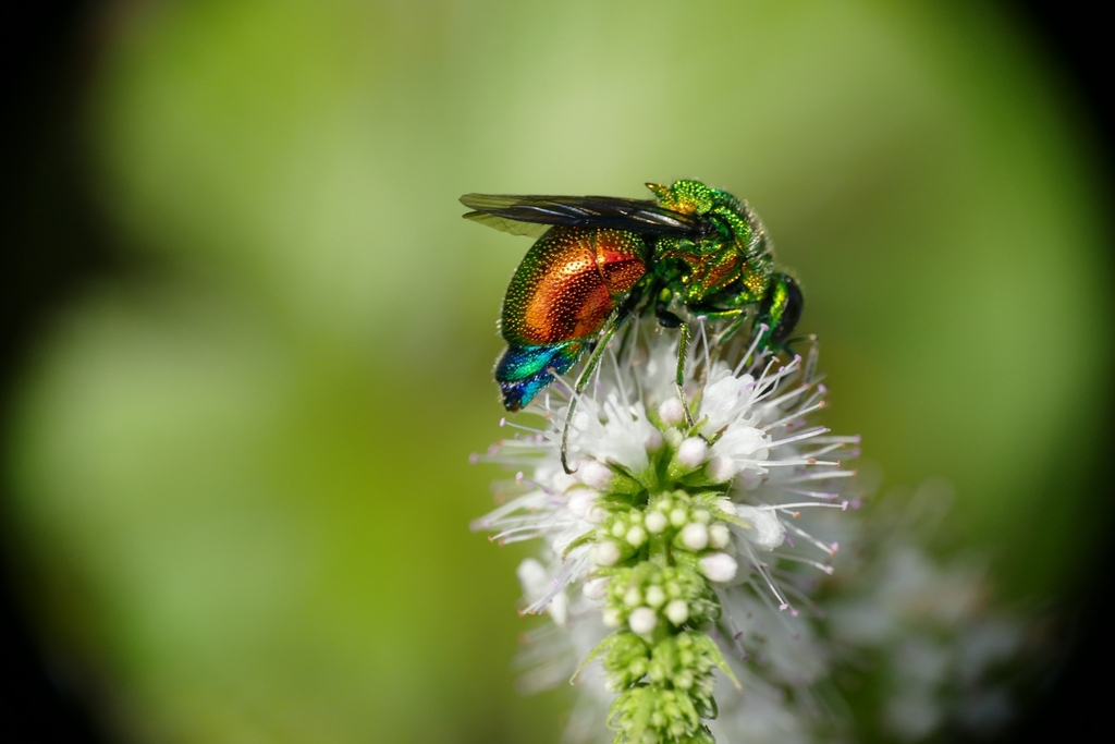 Emerald Cuckoo Wasp