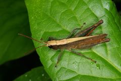 Maculiparia rotundata