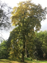 Tracheophyta