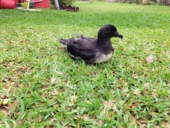 Pseudobulweria rostrata