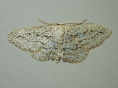 Scopula megalocentra