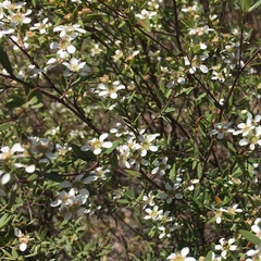 Leptospermum microcarpum