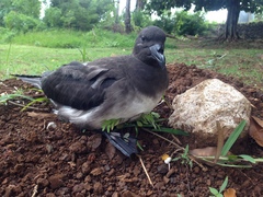 Pseudobulweria rostrata