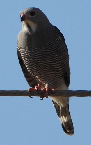 Lizard Buzzard