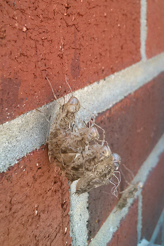 Wandering Glider photo 3
