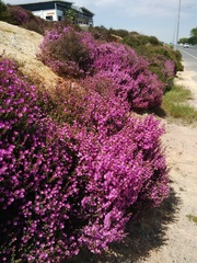 Drosanthemum asperulum