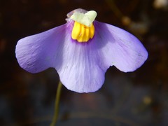 Utricularia benthamii