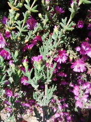 Drosanthemum asperulum