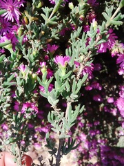 Drosanthemum asperulum