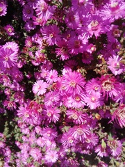 Drosanthemum asperulum