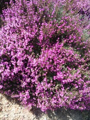 Drosanthemum asperulum