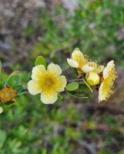 Neofabricia myrtifolia observed 2025-07-26