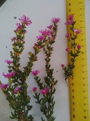 Drosanthemum asperulum