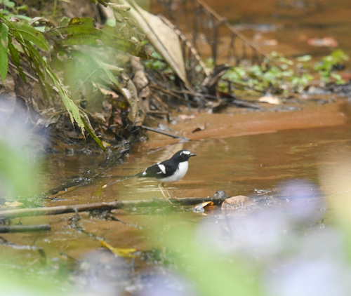 Black-backed Forktail (Enicurus immaculatus), photo 4