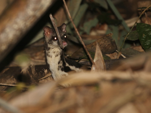 Banded Linsang (Prionodon linsang)