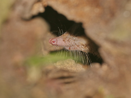 Moonrat (Echinosorex gymnura)