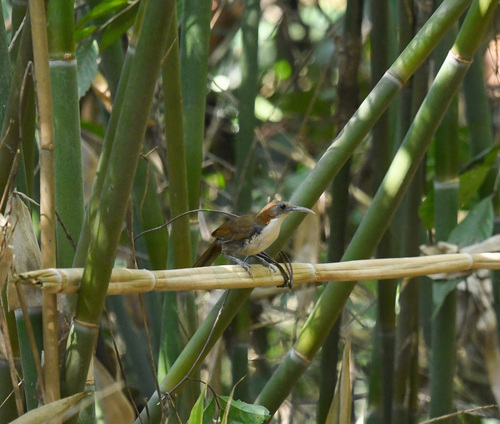 Large Scimitar Babbler (Erythrogenys hypoleucos), photo 3