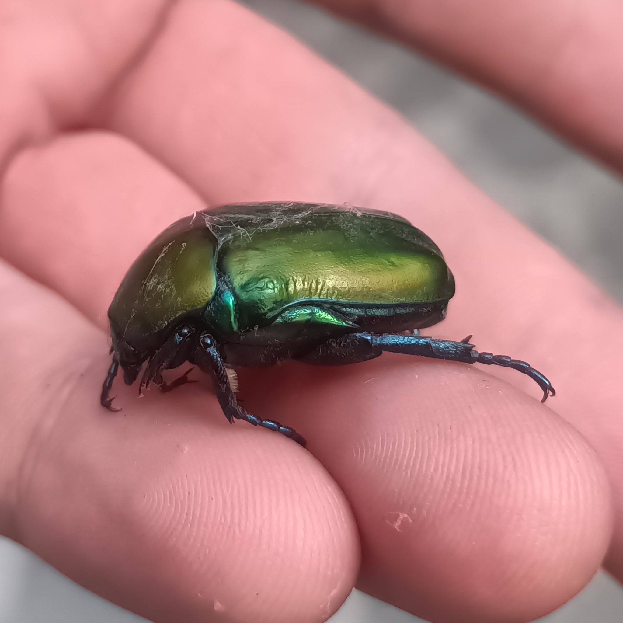 【27mm】Protaetia speciosa コガネムシ 標本 メノコブイブ Protaetia (Cetonischema) speciosa