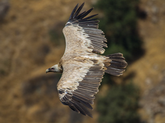 Griffon Vulture photo 3