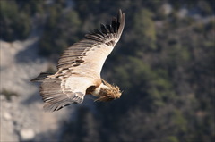 Griffon Vulture photo 1