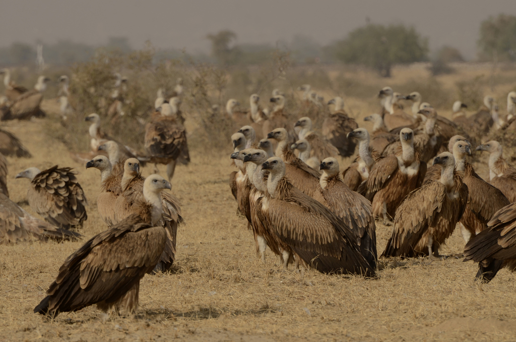 Foto de Griffon Vulture