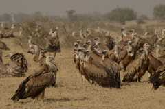 Griffon Vulture photo 6