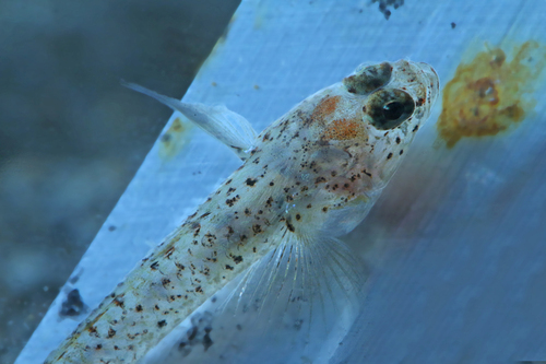 Hoeses estuariumgrondel (Silhouettea hoesei) — Gobiidae — 2