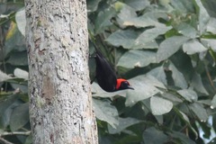 Malimbus rubricollis