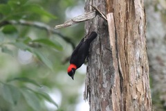 Malimbus rubricollis