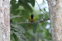 Oriolus brachyrynchus