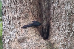 Rhinopomastus castaneiceps